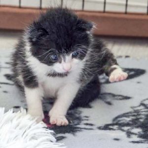 Katerchen Ralfi am 25.06.’16 / © 2016 Arche KaNaum (DN) Katerchen Ralfi am 25.06.'16 / © 2016 Arche KaNaum (DN)