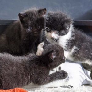 Katerchen Ralfi (r.) und seine Kumpels am 25.06.’16 / © 2016 Arche KaNaum (DN) Katerchen Ralfi (r.) und seine Kumpels am 25.06.'16 / © 2016 Arche KaNaum (DN)