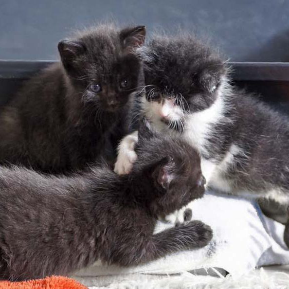 Katerchen Ralfi (r.) und seine Kumpels am 25.06.’16 / © 2016 Arche KaNaum (DN) Katerchen Ralfi (r.) und seine Kumpels am 25.06.'16 / © 2016 Arche KaNaum (DN)