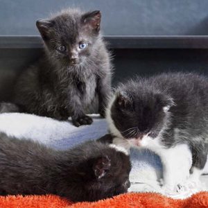 Katerchen Ralfi (r.) und seine Kumpels am 25.06.’16 / © 2016 Arche KaNaum (DN) Katerchen Ralfi (r.) und seine Kumpels am 25.06.'16 / © 2016 Arche KaNaum (DN)