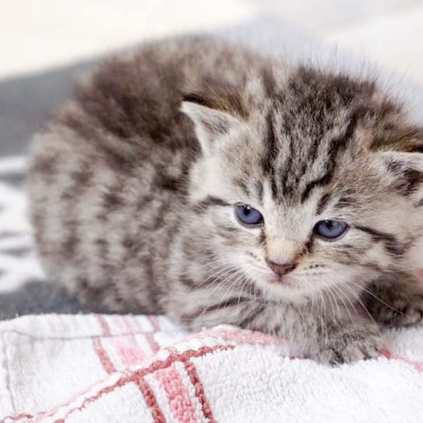 Kätzin Yukina am 25.06.’16 / © 2016 Arche KaNaum (DN) Kätzin Yukina am 25.06.'16 / © 2016 Arche KaNaum (DN)