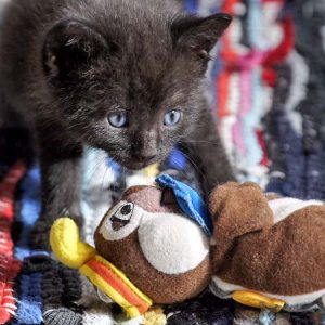 Katerchen Artemis am 26.06.'16 / © 2016 Arche KaNaum (DN)