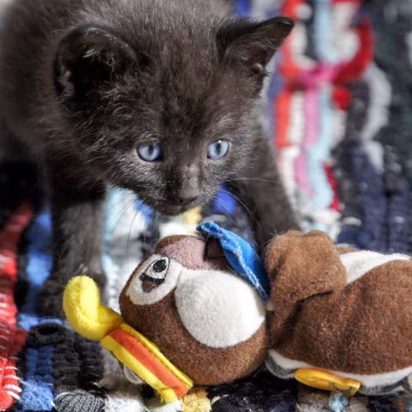 Katerchen Artemis am 26.06.’16 / © 2016 Arche KaNaum (DN) Katerchen Artemis am 26.06.'16 / © 2016 Arche KaNaum (DN)