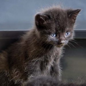 Kätzin Ebony am 26.06.'16 / © 2016 Arche KaNaum (DN)