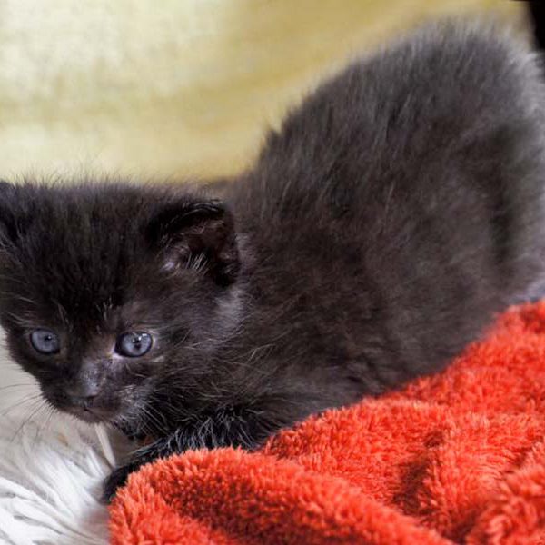 Katerchen Moritz am 26.06.’16 / © 2016 Arche KaNaum (DN) Katerchen Moritz am 26.06.'16 / © 2016 Arche KaNaum (DN)