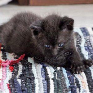 Katerchen Moritz am 26.06.'16 / © 2016 Arche KaNaum (DN)