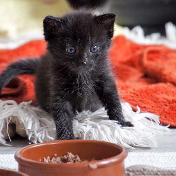 Katerchen Pedro am 26.06.'16 / © 2016 Arche KaNaum (DN)