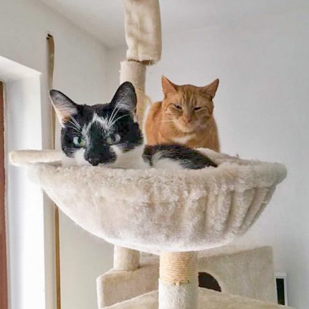 Kater Momo (v.) mit Kumpel Karlchen im neuen Zuhause / © 28.06.'16 Privat
