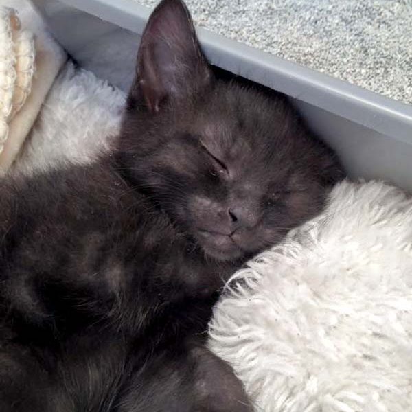 Katerchen Artemis am 03.07.’16 / © 2016 Arche KaNaum (DN) Katerchen Artemis am 03.07.'16 / © 2016 Arche KaNaum (DN)