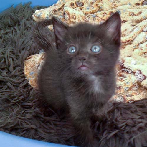 Katerchen Pedro am 03.07.'16 / © 2016 Arche KaNaum (DN)