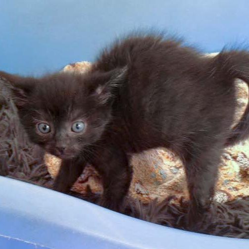 Katerchen Pedro am 03.07.'16 / © 2016 Arche KaNaum (DN)