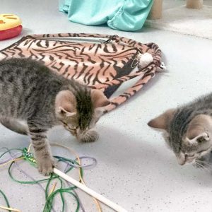 Zwei der kleinen Leo-Kätzchen Miro, Olli, Nobby und Dalia / © 2016 Arche KaNaum (DN) Zwei der kleinen Leo-Kätzchen Miro, Olli, Nobby und Dalia / © 2016 Arche KaNaum (DN)