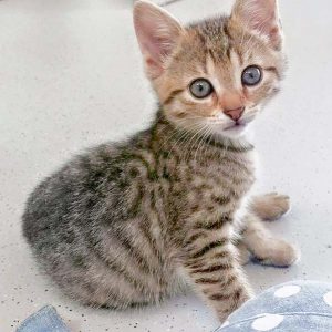 Eines der kleinen Leo-Kätzchen Miro, Olli, Nobby und Dalia / © 2016 Arche KaNaum (DN) Eines der kleinen Leo-Kätzchen Miro, Olli, Nobby und Dalia / © 2016 Arche KaNaum (DN)