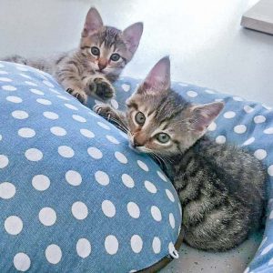 Zwei der kleinen Leo-Kätzchen Miro, Olli, Nobby und Dalia / © 2016 Arche KaNaum (DN)