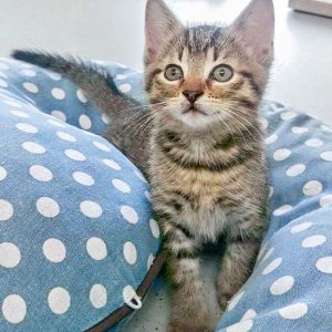 Eines der kleinen Leo-Kätzchen Miro, Olli, Nobby und Dalia / © 2016 Arche KaNaum (DN) Eines der kleinen Leo-Kätzchen Miro, Olli, Nobby und Dalia / © 2016 Arche KaNaum (DN)