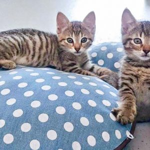 Zwei der kleinen Leo-Kätzchen Miro, Olli, Nobby und Dalia / © 2016 Arche KaNaum (DN) Zwei der kleinen Leo-Kätzchen Miro, Olli, Nobby und Dalia / © 2016 Arche KaNaum (DN)