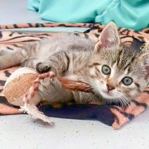 Eines der kleinen Leo-Kätzchen Miro, Olli, Nobby und Dalia / © 2016 Arche KaNaum (DN)