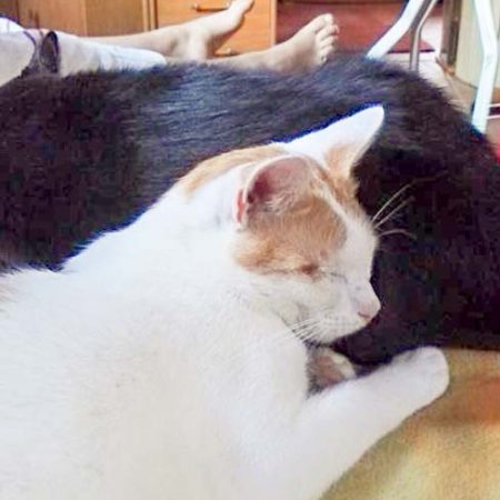 Kater Findus (v.) mit Kumpel im neuen Zuhause / © 21.07.'16 Privat