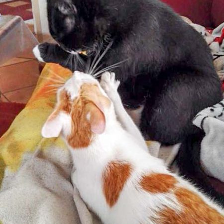 Kater Findus (v.) mit Kumpel im neuen Zuhause / © 21.07.'16 Privat