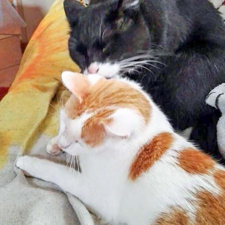 Kater Findus (v.) mit Kumpel im neuen Zuhause / © 21.07.'16 Privat