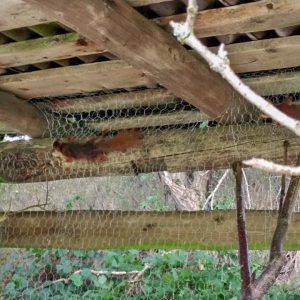 Die Eichhörnchen bei der ausgiebigen Inspektion ihres Auswilderungsgeheges ... / © 2016 Arche KaNaum (DN)