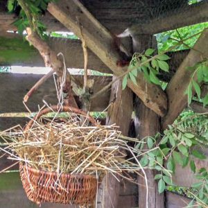 Suchbild mit Eichhörnchen ... / © 2016 Arche KaNaum (DN)