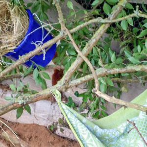 Die Eichhörnchen bei der ausgiebigen Inspektion ihres Auswilderungsgeheges ... / © 2016 Arche KaNaum (DN)