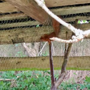 Die Eichhörnchen bei der ausgiebigen Inspektion ihres Auswilderungsgeheges ... / © 2016 Arche KaNaum (DN)