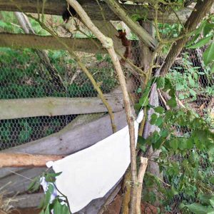 Suchbild mit Eichhörnchen ... / © 2016 Arche KaNaum (DN)