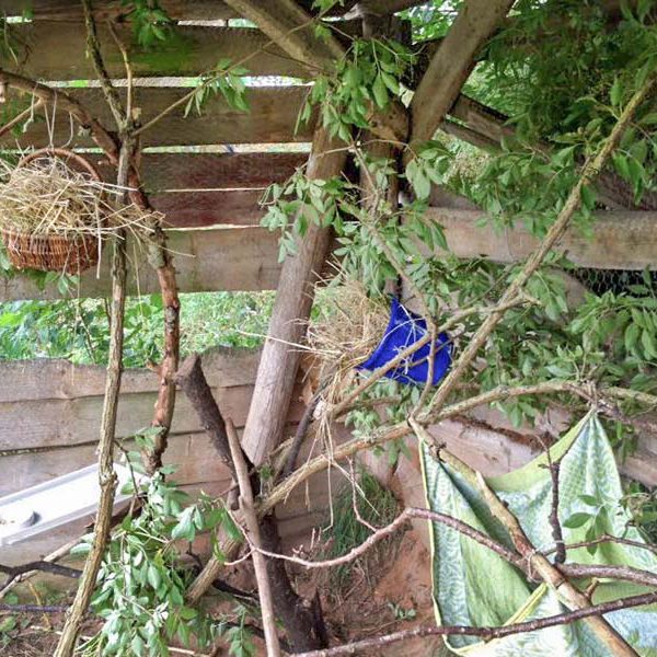 Das Auswilderungsgehege für unsere Eichhörnchen / © 2016 Arche KaNaum (DN)