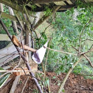 Das Auswilderungsgehege für unsere Eichhörnchen / © 2016 Arche KaNaum (DN)