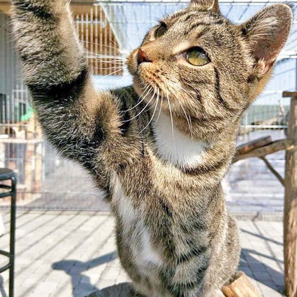 Kätzin Mara  / © 2016 Arche KaNaum (OS) Kätzin Mara / © 2016 Arche KaNaum (OS)