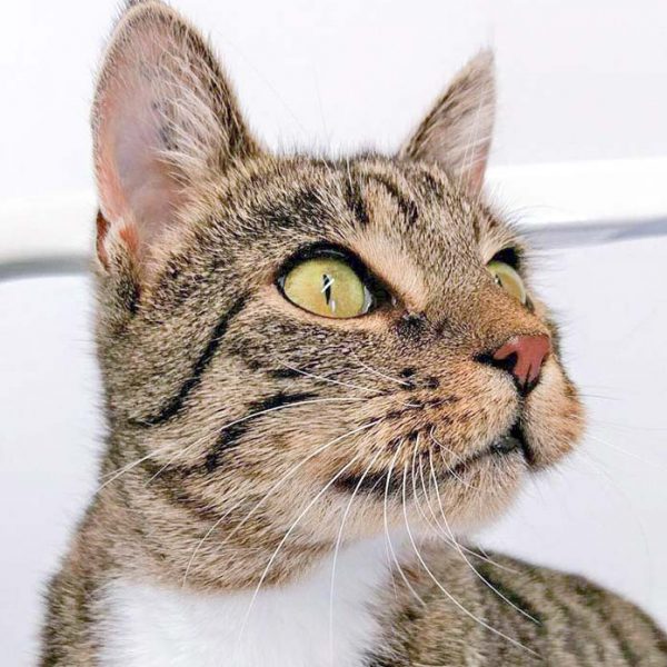 Kätzin Mara  / © 2016 Arche KaNaum (OS) Kätzin Mara / © 2016 Arche KaNaum (OS)