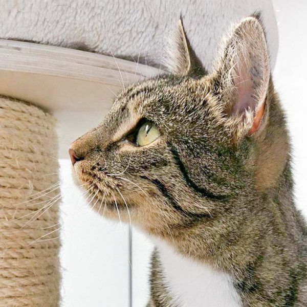 Kätzin Mara  / © 2016 Arche KaNaum (OS) Kätzin Mara / © 2016 Arche KaNaum (OS)