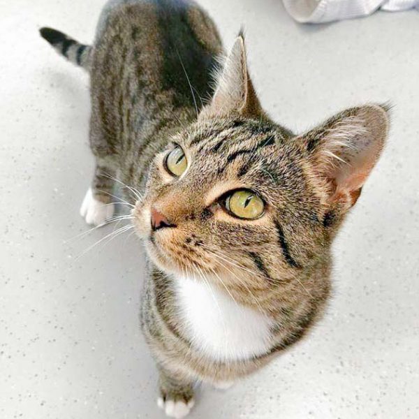 Kätzin Mara  / © 2016 Arche KaNaum (OS) Kätzin Mara / © 2016 Arche KaNaum (OS)