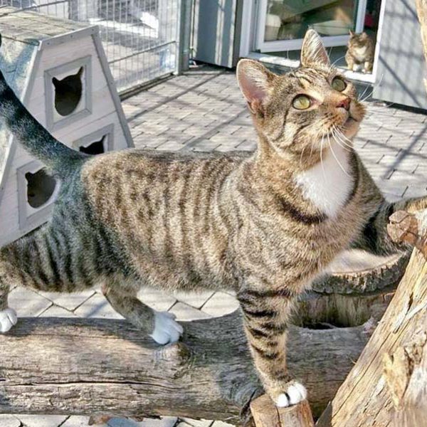 Kätzin Mara  / © 2016 Arche KaNaum (OS) Kätzin Mara / © 2016 Arche KaNaum (OS)