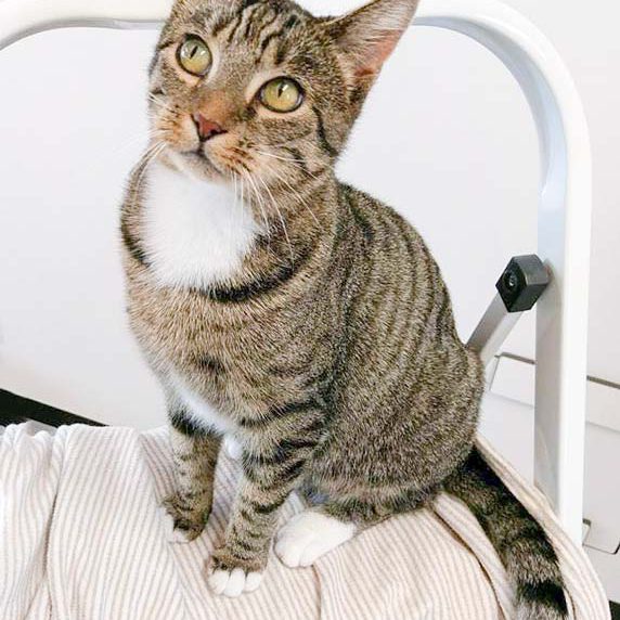 Kätzin Mara  / © 2016 Arche KaNaum (OS) Kätzin Mara / © 2016 Arche KaNaum (OS)