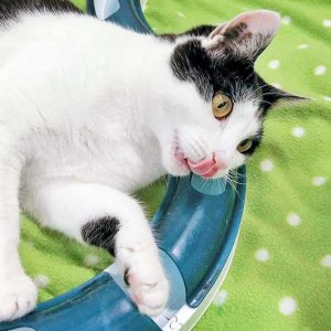 Kätzin Jasmin / © 2016 Arche KaNaum (OS) Kätzin Jasmin / © 2016 Arche KaNaum (OS)