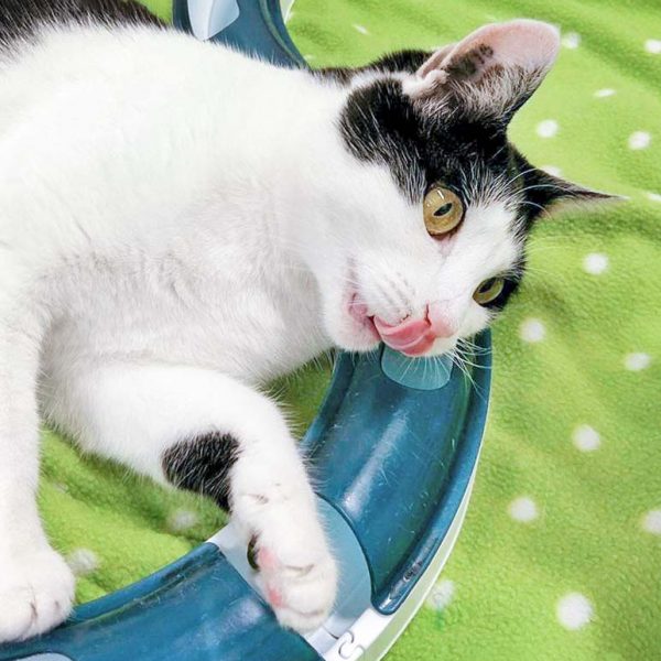 Kätzin Jasmin / © 2016 Arche KaNaum (OS)