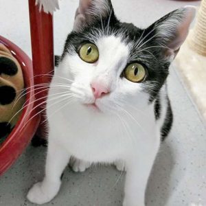 Kätzin Jasmin / © 2016 Arche KaNaum (OS) Kätzin Jasmin / © 2016 Arche KaNaum (OS)