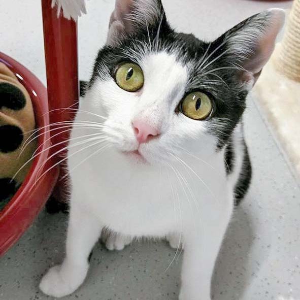 Kätzin Jasmin / © 2016 Arche KaNaum (OS)