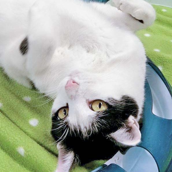 Kätzin Jasmin / © 2016 Arche KaNaum (OS)