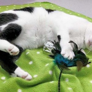 Kätzin Jasmin / © 2016 Arche KaNaum (OS) Kätzin Jasmin / © 2016 Arche KaNaum (OS)