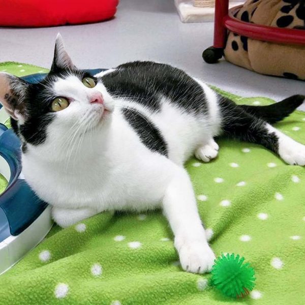 Kätzin Jasmin / © 2016 Arche KaNaum (OS) Kätzin Jasmin / © 2016 Arche KaNaum (OS)