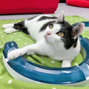 Kätzin Jasmin / © 2016 Arche KaNaum (OS) Kätzin Jasmin / © 2016 Arche KaNaum (OS)