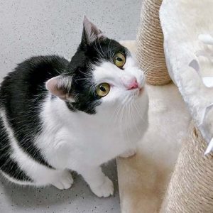 Kätzin Jasmin / © 2016 Arche KaNaum (OS) Kätzin Jasmin / © 2016 Arche KaNaum (OS)