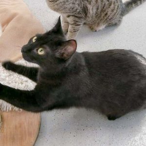 Kater Artemis / © 2017 Arche KaNaum (OS)