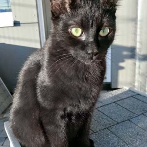 Kater Artemis / © 2017 Arche KaNaum (OS)