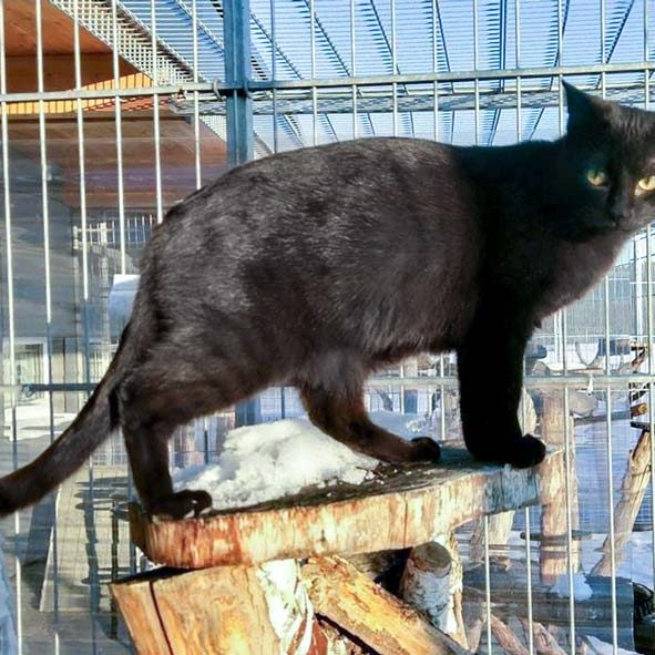 Kater Artemis / © 2017 Arche KaNaum (OS) Kater Artemis / © 2017 Arche KaNaum (OS)