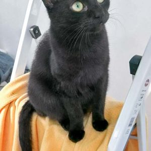 Kater Artemis / © 2017 Arche KaNaum (OS)